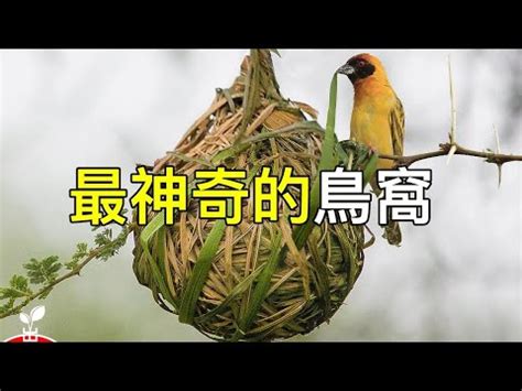 家中有鳥築巢 風水|鳥巢風水：7日提升運勢